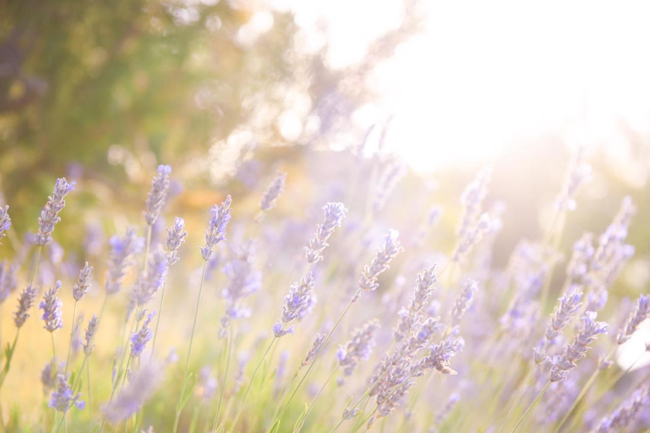 Lavanda Farm Apartmani Rakovica Eksteriør bilde