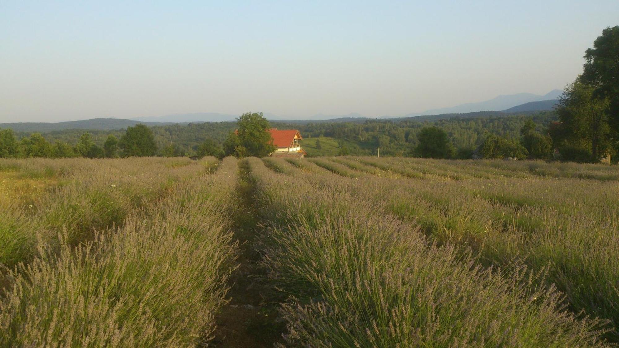 Lavanda Farm Apartmani Rakovica Eksteriør bilde