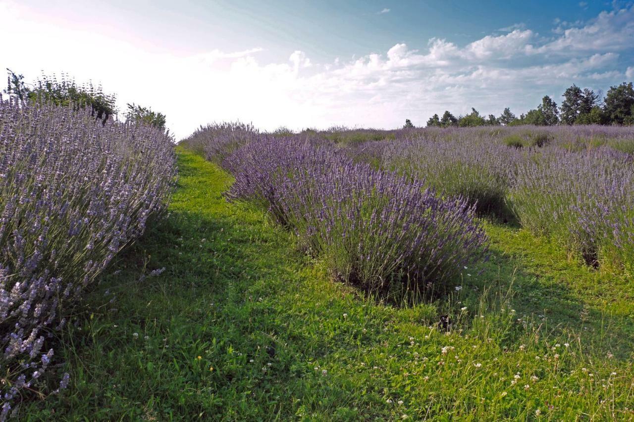 Lavanda Farm Apartmani Rakovica Eksteriør bilde