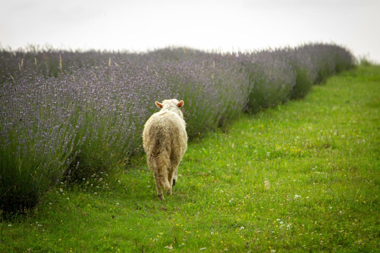 Lavanda Farm Apartmani Rakovica Eksteriør bilde